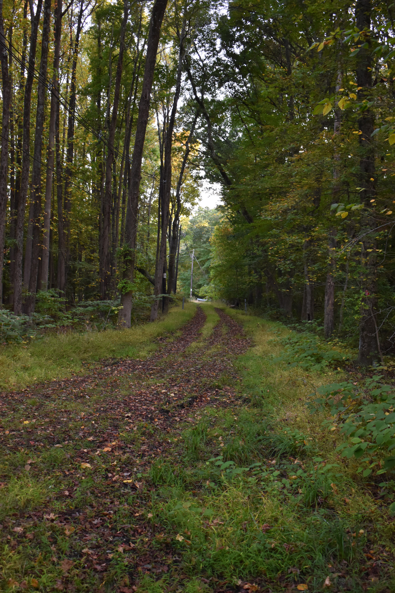 Winding dirt path through dense trees with evening light.