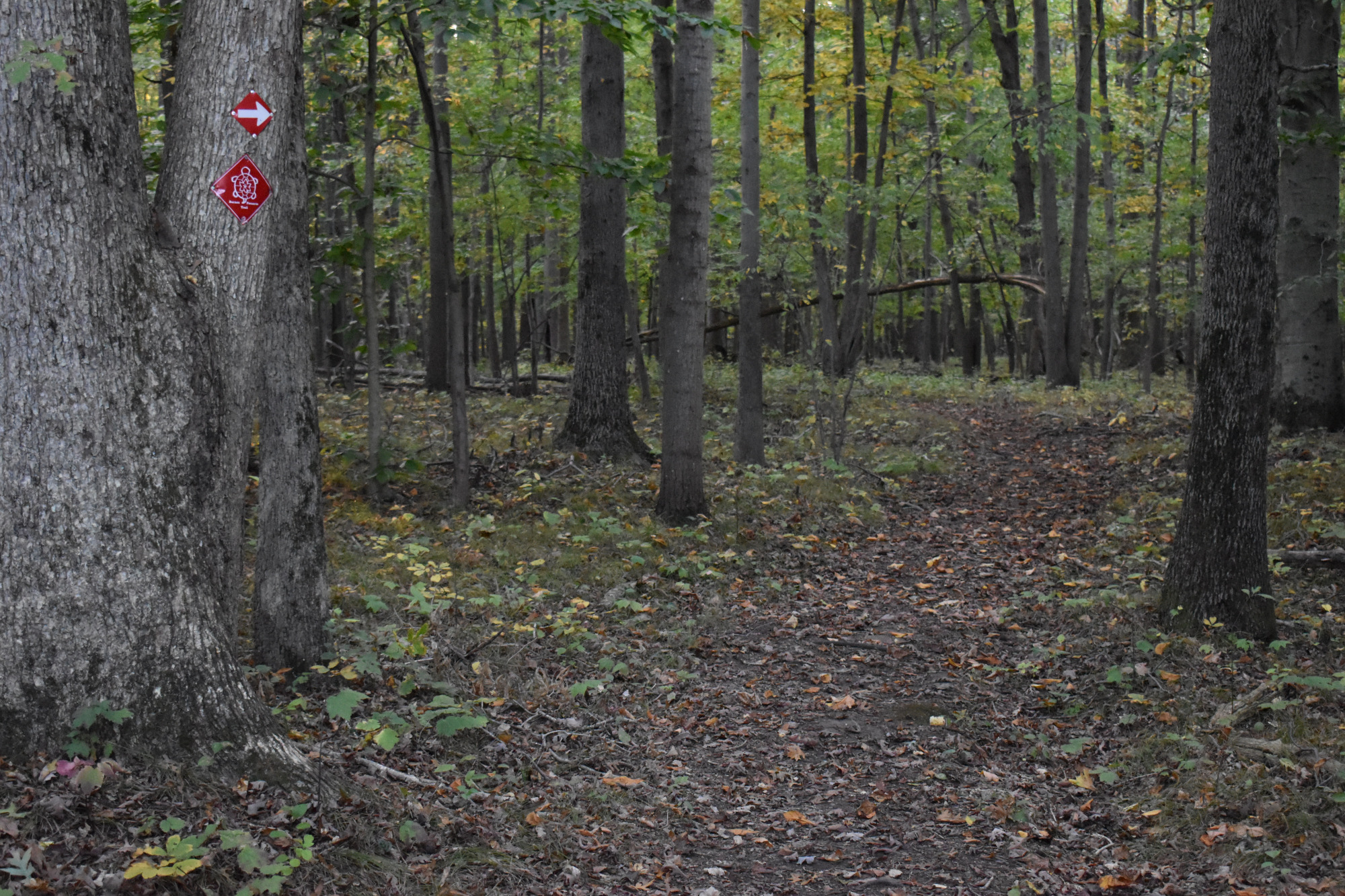 Red trail blaze on a tree marking a forest trail.