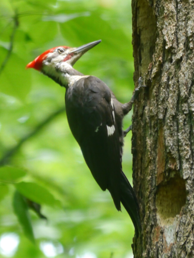 Photo of pileated woodpecker