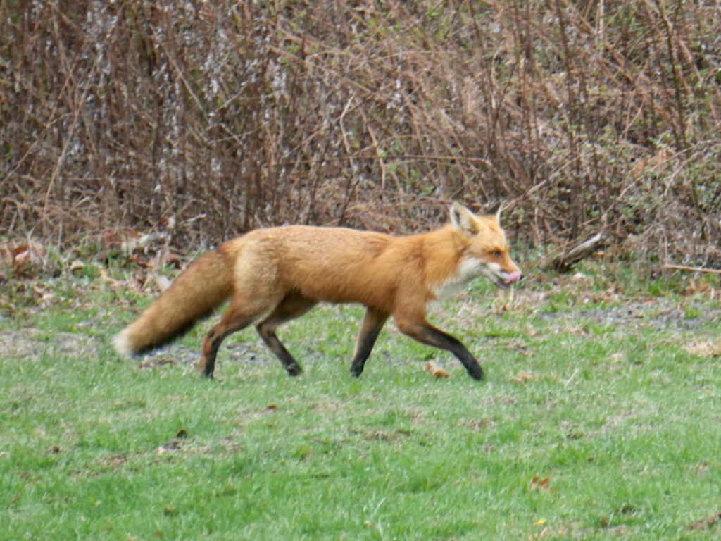 photo of male red fox