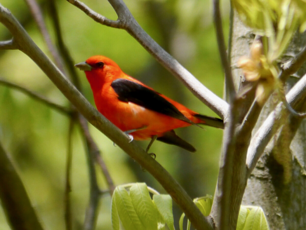 Photo of scarlet tanager bird